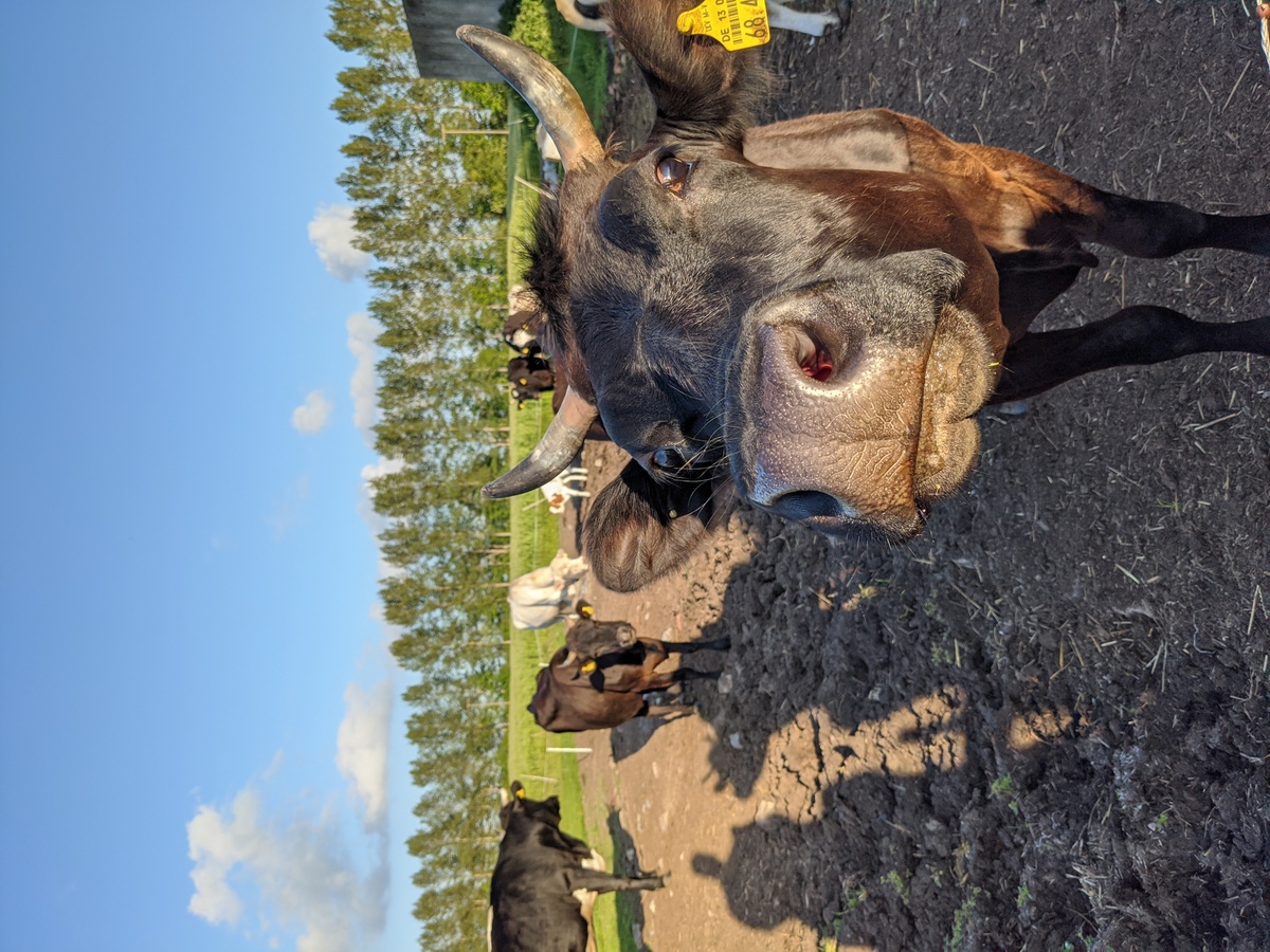 Die Milch Jungs