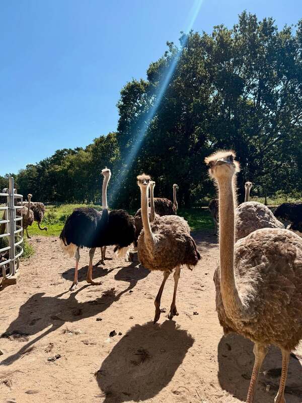 Straussenfarm Ahlbeck